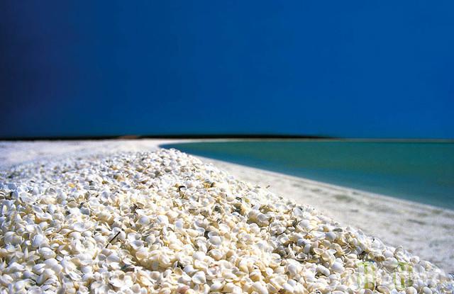 Gliemežvāku pludmale Shark Bay... Autors: Fosilija Neparastākās pludmales pasaulē.~!