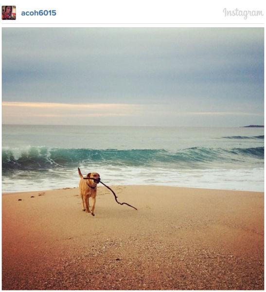 Suņi instagramā Autors: bigbos Instagrams vs Reāla dzīve
