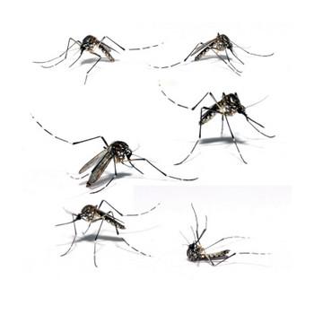 Normālos apstākļos odi barojas... Autors: MONTANNA Kā odi sūc asinis?