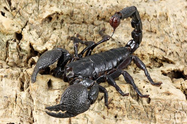 SkorpioniScaronie nebūtu ne... Autors: Fosilija Pasaules nāvējošākie dzīvnieki.