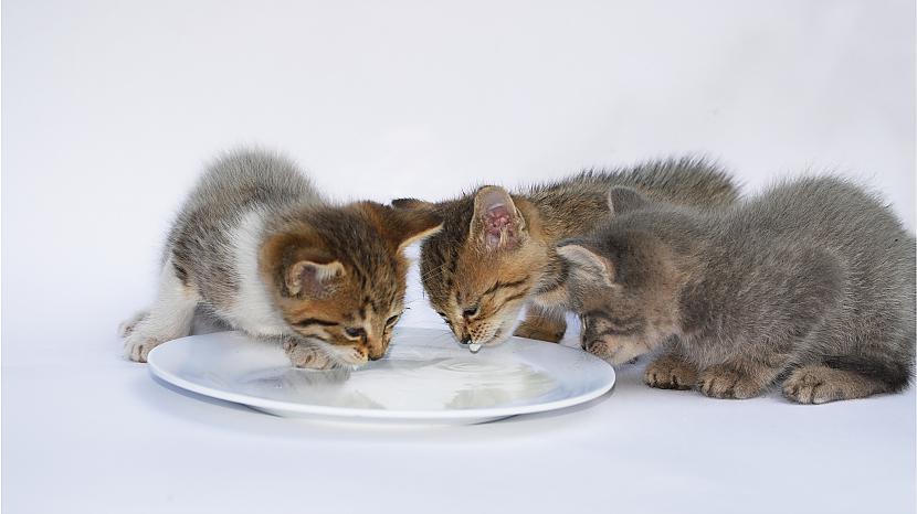 Kaķi nepaness laktozi Tāpat kā... Autors: Fosilija Lietas ,kuras tev ir jāzin par kaķi un suni.