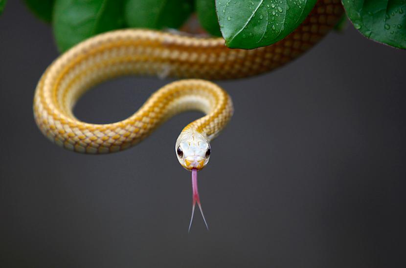 Čūska vienā no Zisiqiao čūsku... Autors: BodyBoard Attēli / Teksti - Dabas Pasaule