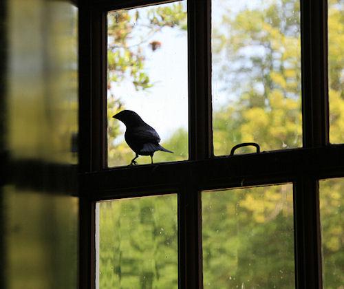 Pa logu ielidojis putns  labas... Autors: Yanara Ticējumi