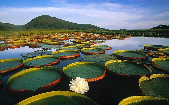Pantanals  lielākā daļa... Autors: Fosilija Vai tu šos brīnumus esi redzējis?