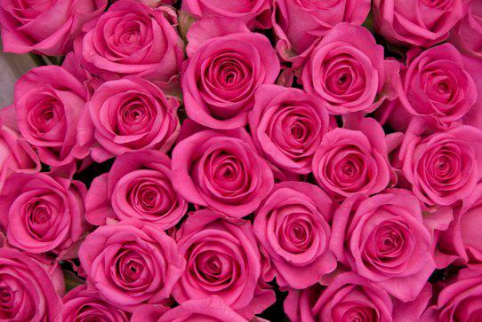 Rozā rozes simbolizē eleganci... Autors: Yanara Ko simbolizē rožu krāsa?