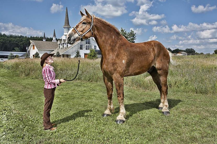 Garākais augstākais zirgs... Autors: Fosilija Dīvaini un smieklīgi ginesa rekordi.