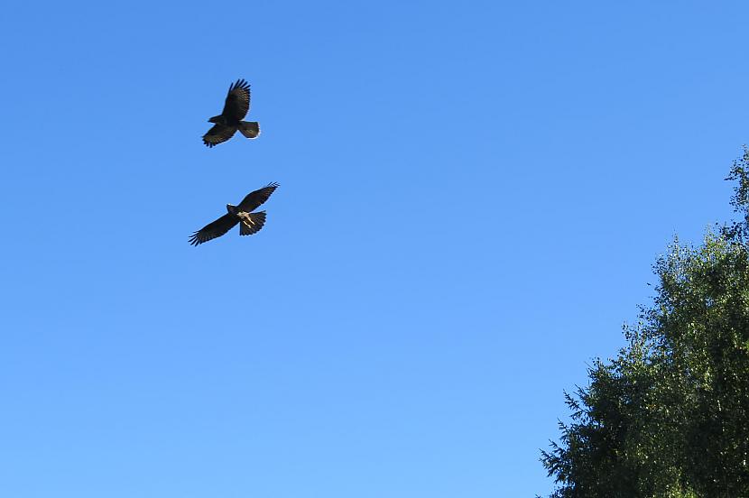 Plēsīgie putni apsteidz... Autors: MONTANNA Dzīvnieku valsts viltnieki