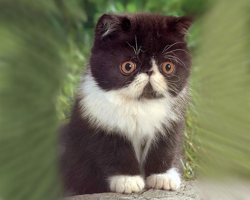 9nbspMazākais nervozo kaķis ir... Autors: Vormis95 21 Fakts pa kaķiem!