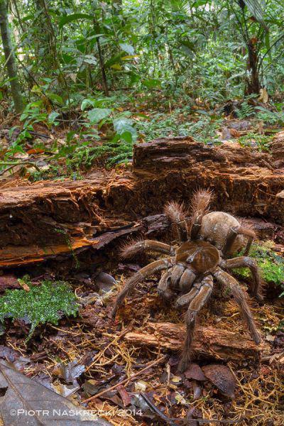 Izrādās scaronis zirneklis ir... Autors: pofig Zinātniekus pārsteidz zirneklis kucēna lielumā!