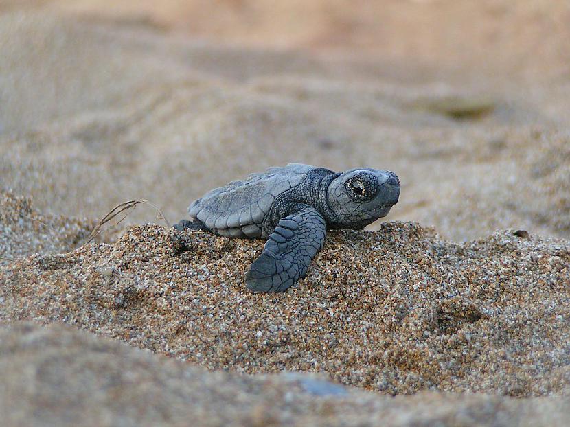 Bruņurupuči var elpot caur... Autors: Vormis95 13 Fakti par dzīvniekiem!!!