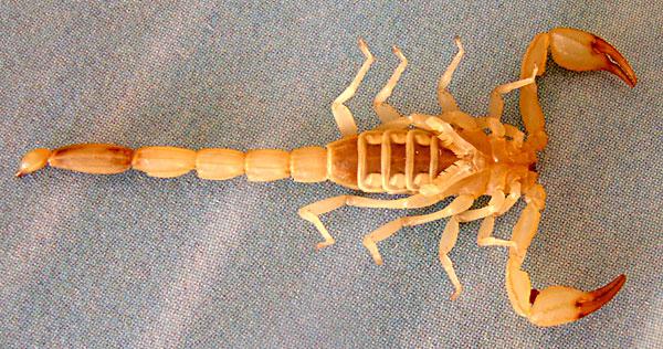 Grauzējam nekaitē skorpiona... Autors: MONTANNA Ūber atklājumi&izgudrojumi 2