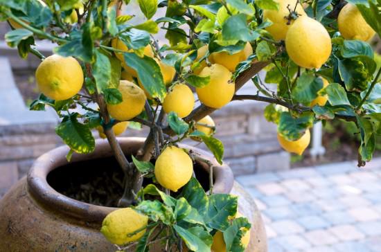 CitronsCitronskābe kas ir... Autors: MotivationLv 8 augļi, kas labi garšo un uzlabos tavu veselību!
