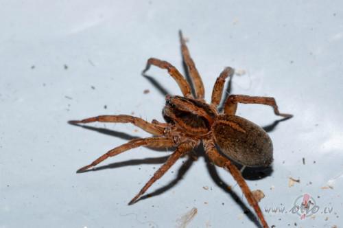 200 dzīvi zirnekļiNīderlandē... Autors: Fosilija 10 dīvainākie atradumi lidmašīnas pasažieru somā