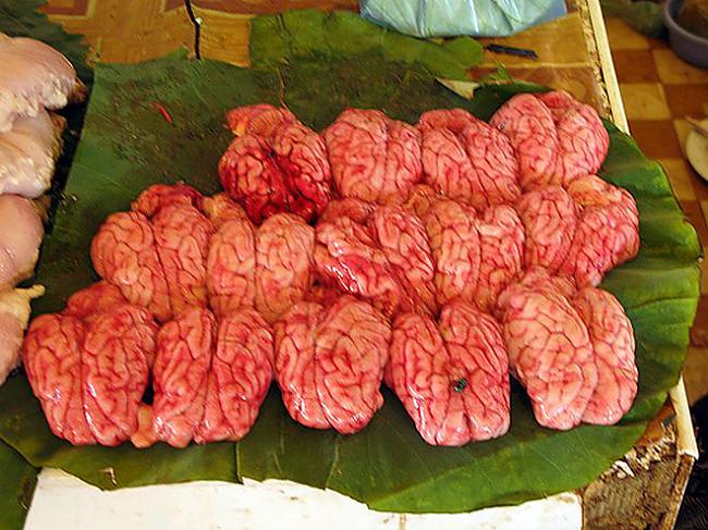 Govs smadzenes2012gadā Kairas... Autors: Fosilija 10 dīvainākie atradumi lidmašīnas pasažieru somā