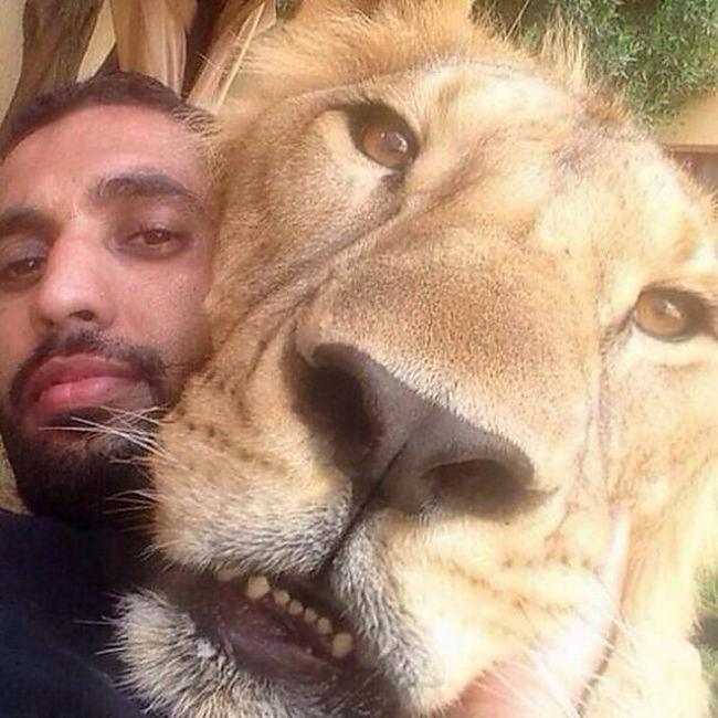 Nedariet to ļoti tuvu lauvas... Autors: LordsX Kad nevajadzētu uzņemt selfiju