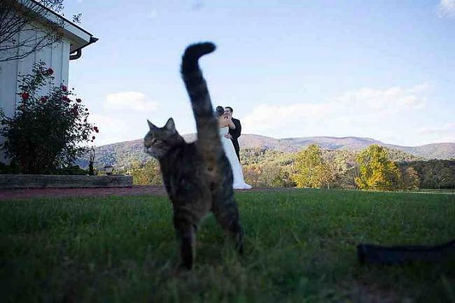 Ja kaķis censcaronas pievērst... Autors: LordsX Kad nevajadzētu uzņemt selfiju