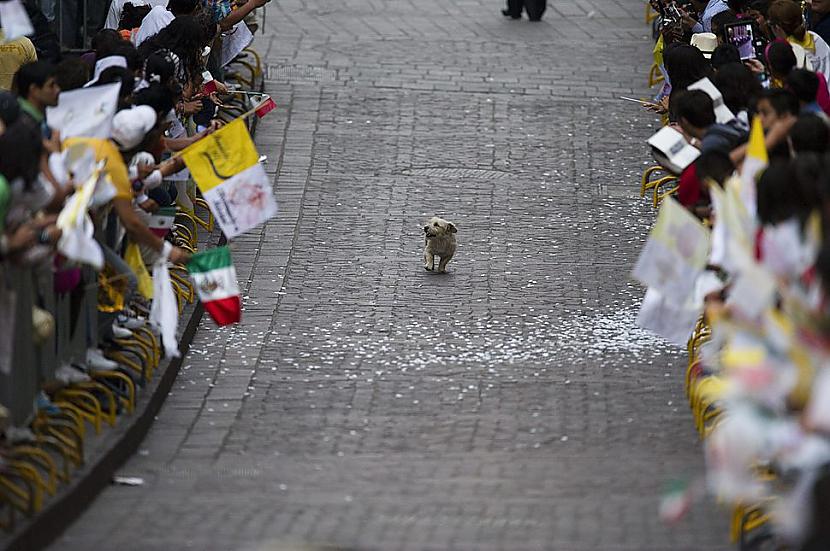 Suns seko Pāvestam Meksikā... Autors: pofig 21. gadsimta spēcīgākās fotogrāfijas