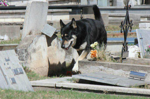 Argentīnietis Migels Guzmans... Autors: Sulīgais Mandarīns Suns 8 gadus dzīvo pie saimnieka kapa