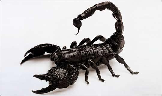 Ir aptuveni 1300 skorpionu... Autors: Mārtiņš2 Interesanti fakti