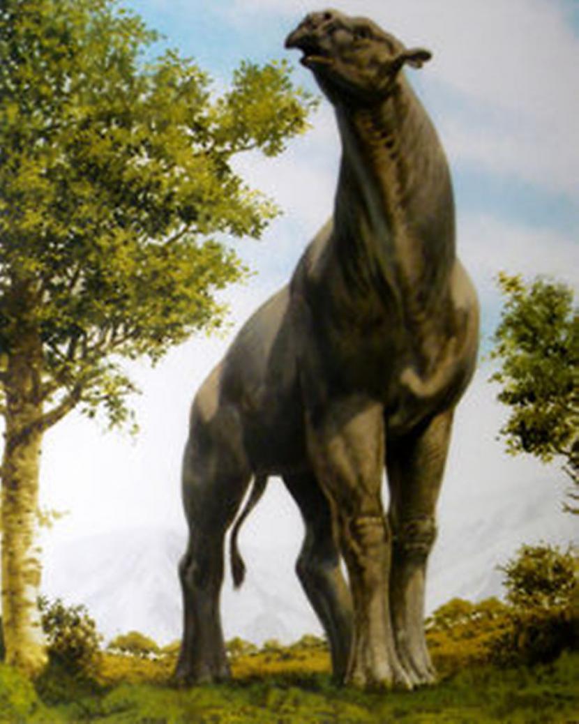 nbsp nbspUz to ka scaronis... Autors: Mao Meow Paraceratherium – lielākais sauszemes zīdītājs kāds jebkad staigājis pa zemi.