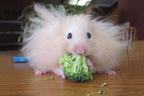 Fluffy hamster Autors: im mad cuz u bad Dzīvnieku pasaules brīnumi 3