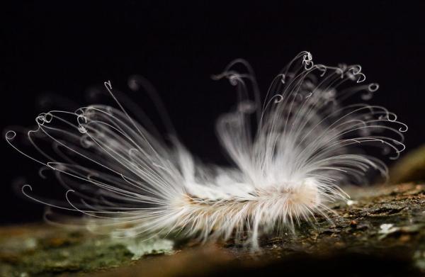 Hairy caterpillar Autors: im mad cuz u bad Dzīvnieku pasaules brīnumi 3