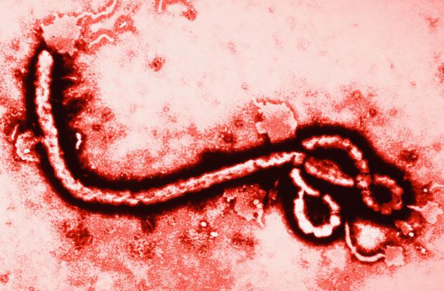 Vīrusa nodoscaronanas ātrums... Autors: kapeika 10 iemesli, kāpēc Ebolas vīruss nebūs pasaules gals