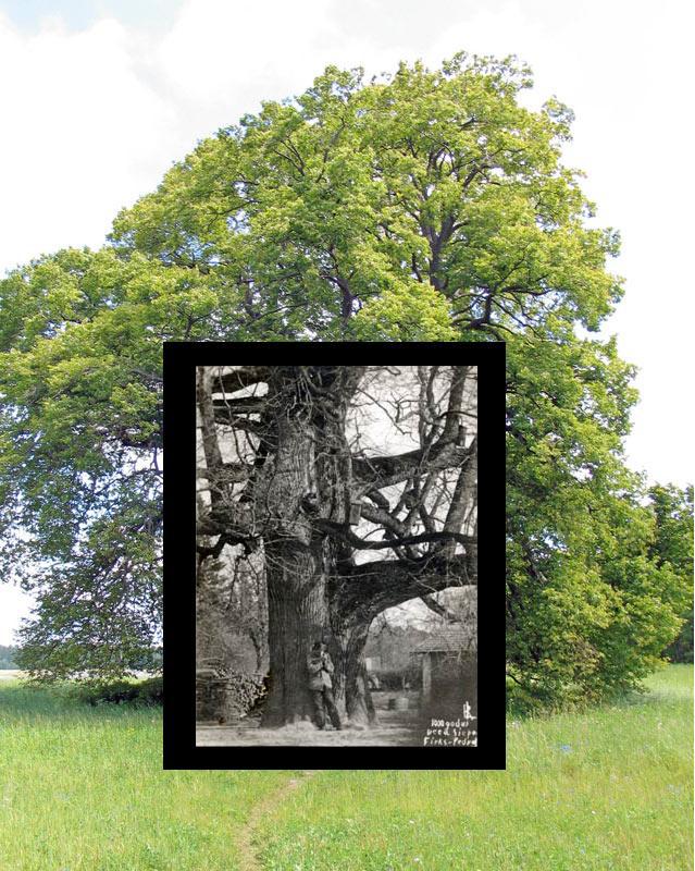 Pedvāles liepaKulta koks agrāk... Autors: Norķis23 Daži no mūsu dižākajiem aizgājējiem