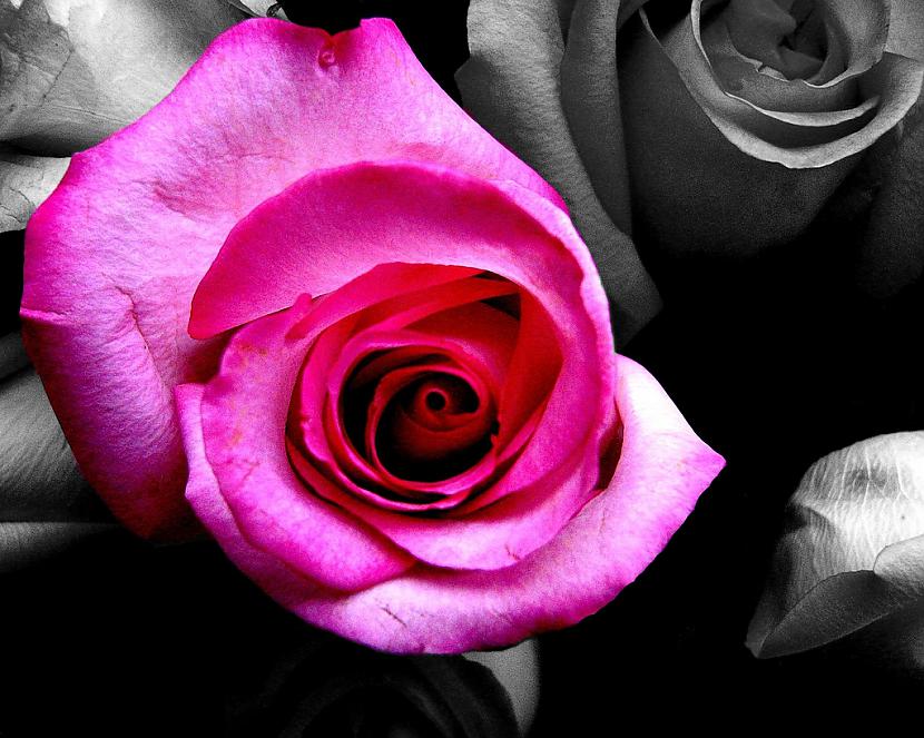  Autors: night060801 Black & Pink