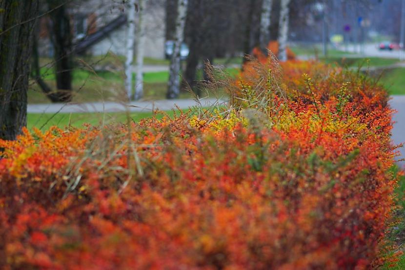  Autors: xd Rudens aiz loga