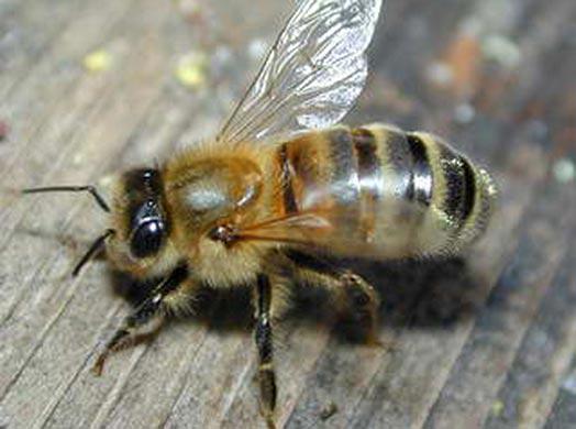 Katru gadu no bišu kodumiem... Autors: Neticamaiss Nekam nevajadzīgi fakti