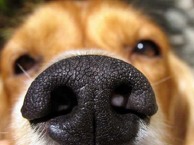 Ožas receptori suņiem ir 10... Autors: mousetrap 20 interesanti fakti par suņiem