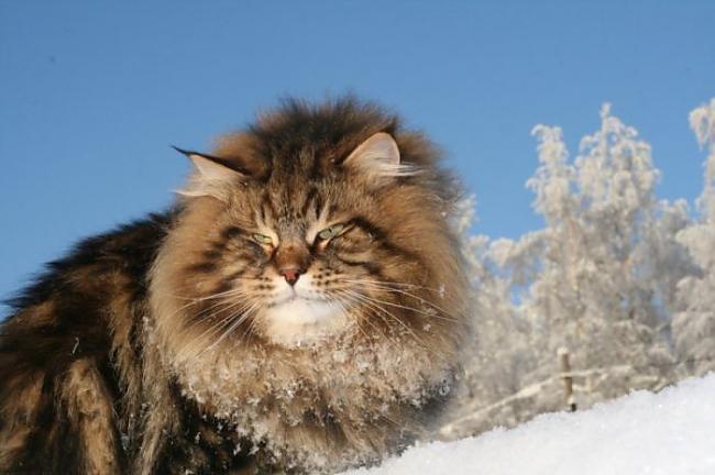 Sibīrijas minka Autors: Rainbovv Kaķis - Sievietes labākais draugs !!!