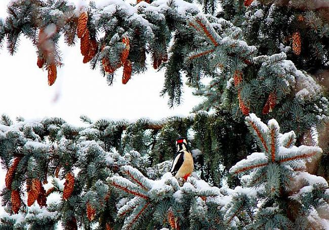  Autors: Fosilija Ziemas bildes.