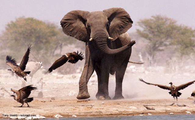 African elephant Loxodonta... Autors: Lūenīte D Animals.