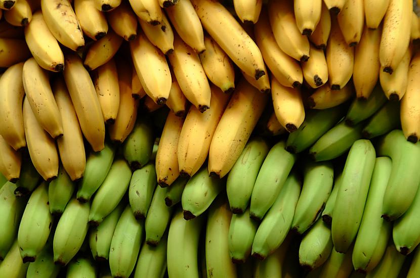 Banānu dzimtē tos novāc vēl... Autors: paradisegirl 20 interesanti fakti par banāniem