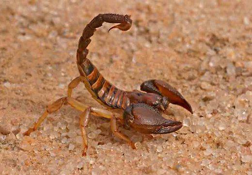 3 ndash Skorpions ap 5000... Autors: Manpatikspoki Top 10 – Nāvējošākie dzīvnieki