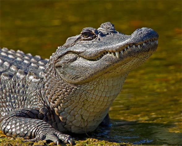 Kodiens aligatoru un krokodila... Autors: 3FckingUnicorns 9 fakti, kas liks paskatīties savādāk