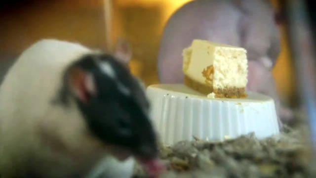 Eksperimentos ar pelēm... Autors: Raziels Tauki ws cukurs