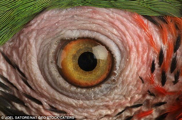 Papagaiļa acs Autors: Tourist Unikālās acis