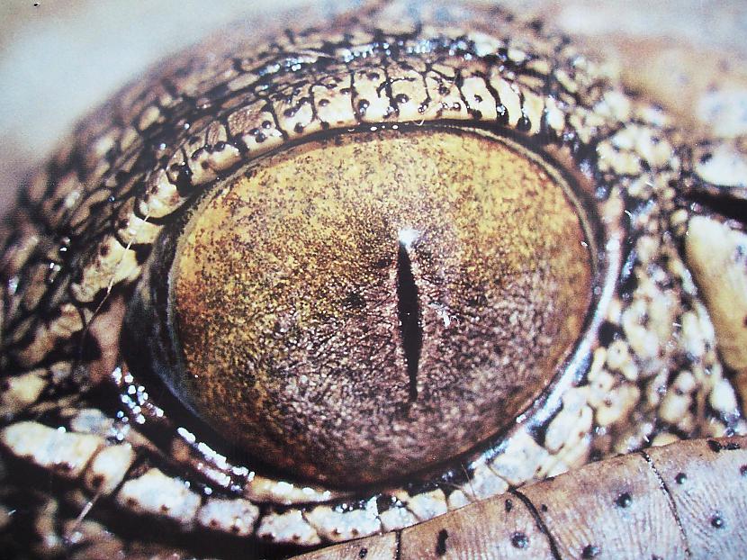 Krokodila acs Autors: Tourist Unikālās acis