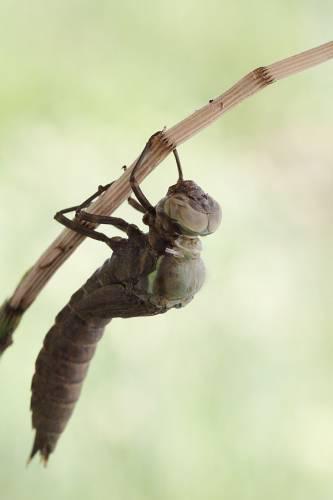  Autors: Fosilija Kā dzimst viens no skaistākajiem kukaiņiem - spāre