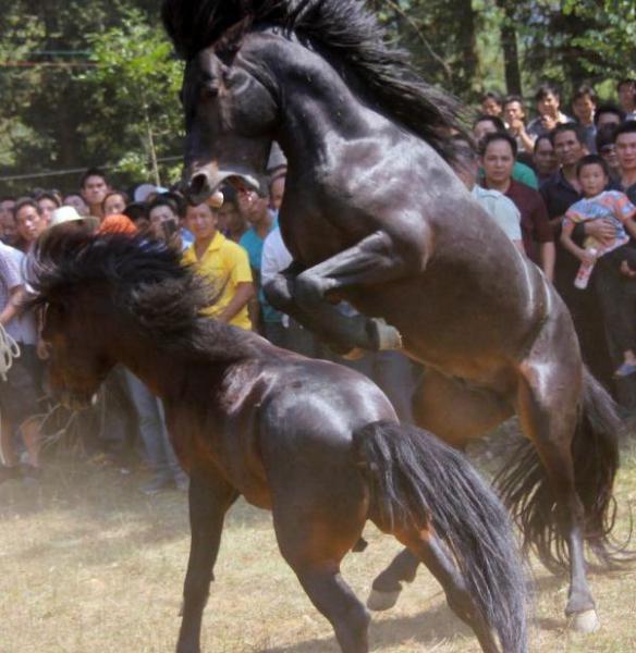  Autors: Fosilija Aizliegtās zirgu cīņas