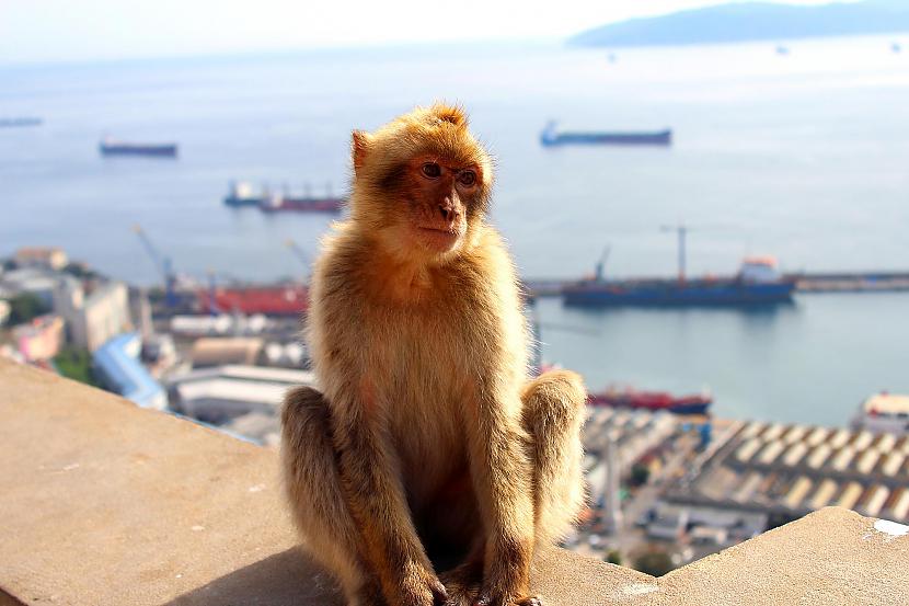 Magoti Berberu makakas vel... Autors: Pēteris Vēciņš Herkulesa vārti-Gibraltārs.
