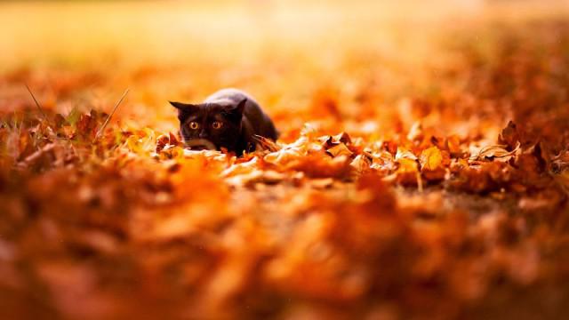  Autors: Mao Meow Atceroties krāšņo rudeni!