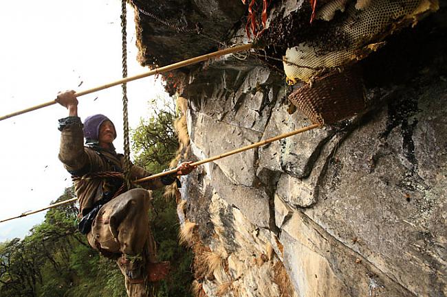 nbsp nbspTāpat ir... Autors: Mao Meow Medus mednieki Nepālā- Jeb medus vākšana pēc sentēvu metodēm.