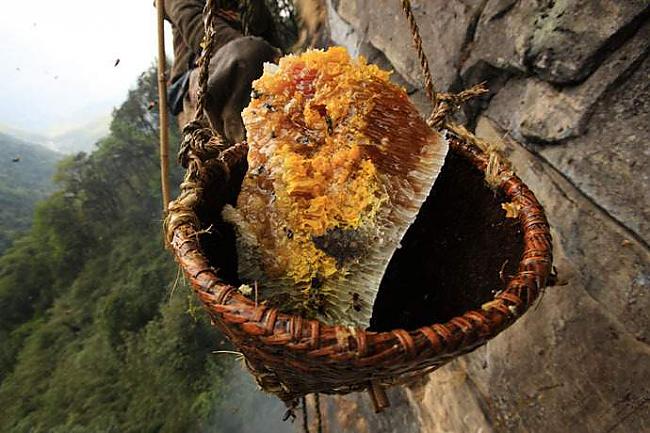  Autors: Mao Meow Medus mednieki Nepālā- Jeb medus vākšana pēc sentēvu metodēm.
