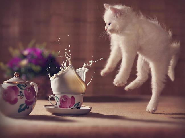 Piens ar kafiju Nē paldies es... Autors: Sulīgais Mandarīns Fotogrāfijas, kuras uzņemtas īstajā brīdī