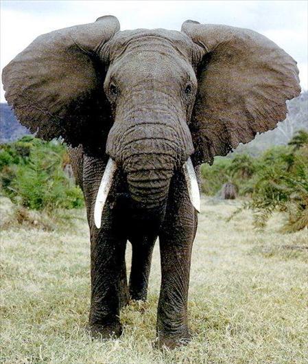 Ziloņi ir vienīgie zīdītāji... Autors: elizapritkovainboxlv 10 Fakti 2