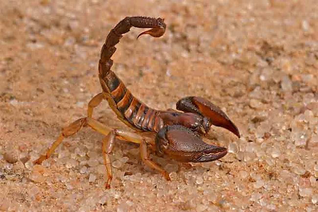 Ja kāds uzlies skorpionam uz... Autors: elizapritkovainboxlv 10 Fakti 2